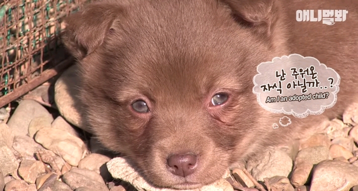 나만 점박이 없어...ㅠ 다른 형아들 다 점박이 있고 나만 없어....ㅜㅜ | 인스티즈