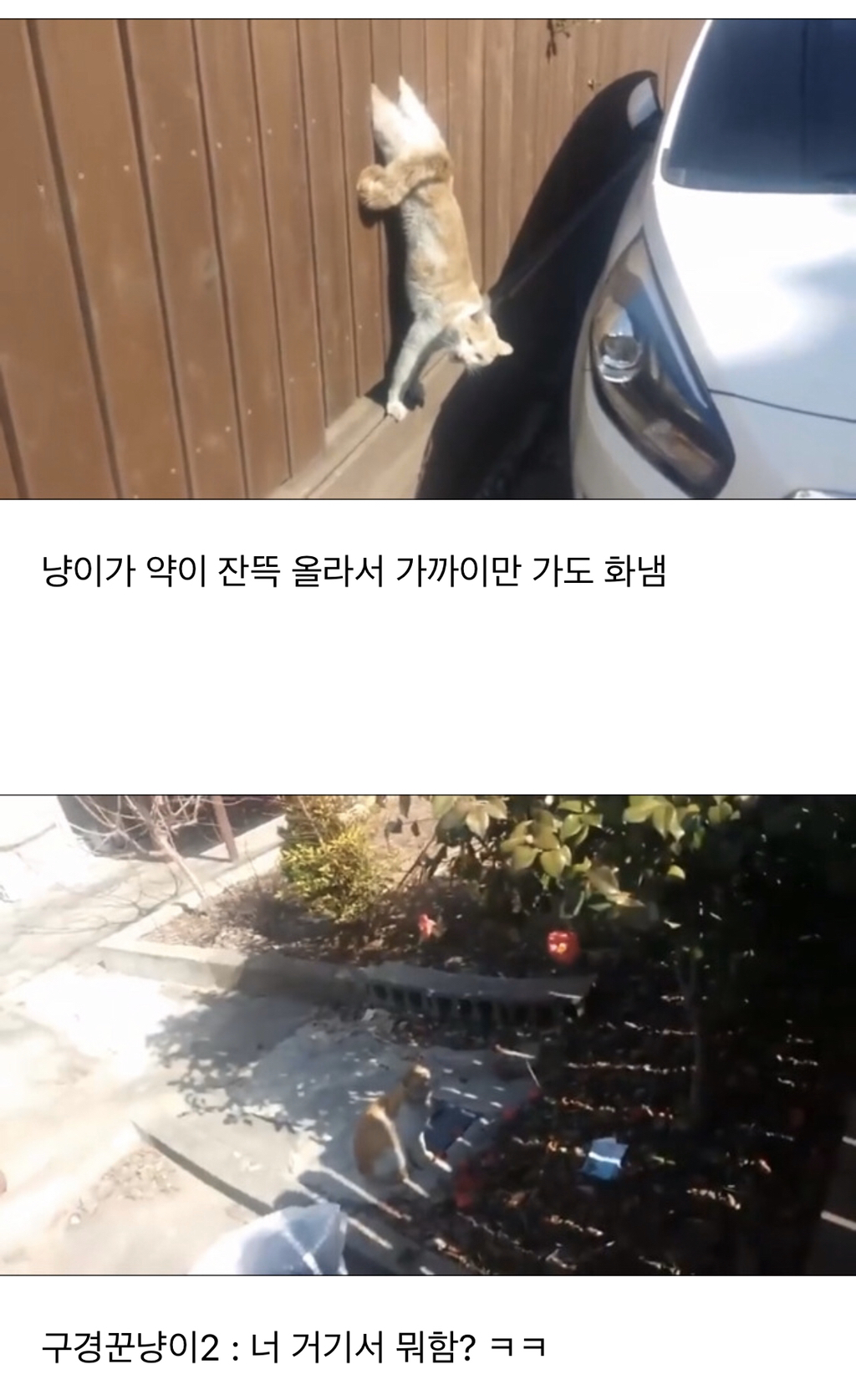 나무 울타리에 낀 냥이 | 인스티즈