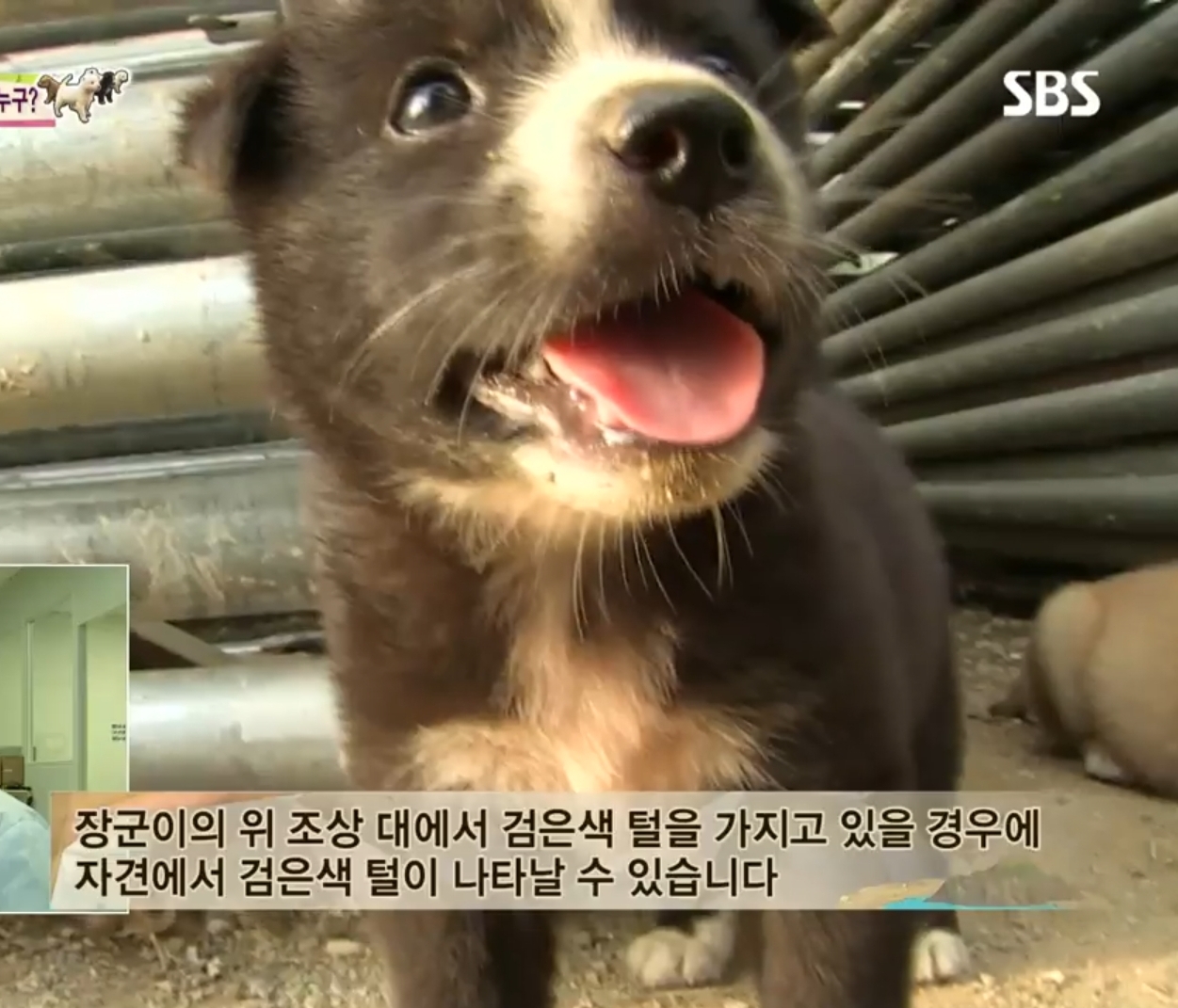 어떤 개가 우리 집에 새끼만 낳아 놓고 안 와요;; 3 | 인스티즈