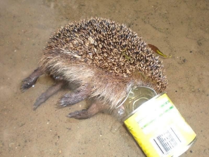 플라스틱 쓰레기로 신음하는 동물들 | 인스티즈