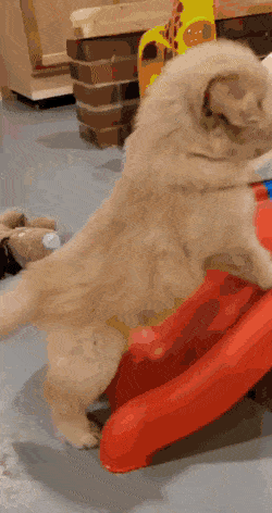 애기 골댕이들 사이에 미끄럼틀을 놔둬보았다.gif | 인스티즈