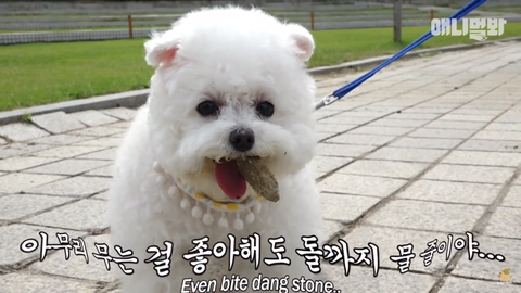 돌멩이를 물고 다니는 강아지 ㅋㅋㅋㅋ(귀여움주의) | 인스티즈