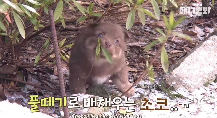 나만 점박이 없어...ㅠ 다른 형아들 다 점박이 있고 나만 없어....ㅜㅜ | 인스티즈