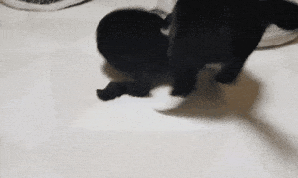 쪼꼬미 소이가 다른 고양이를 때리는 이유 | 인스티즈