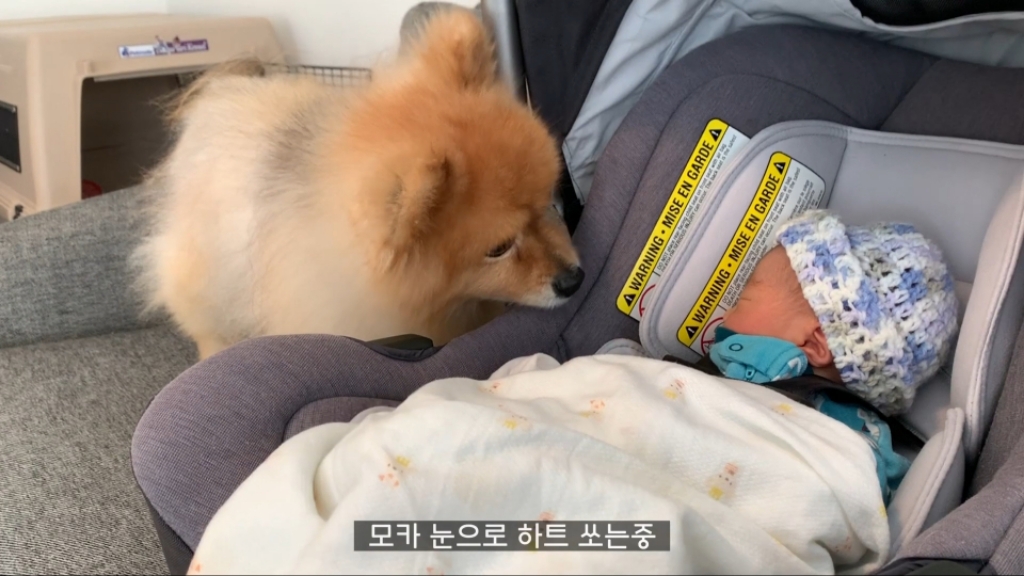 강아지들이 갓난아이를 보는 표정 | 인스티즈