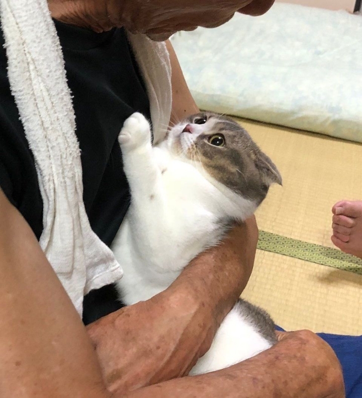 알고보면 더 귀여운 고양이 tmi | 인스티즈