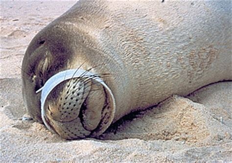 플라스틱 쓰레기로 신음하는 동물들 | 인스티즈