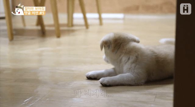 배방구 당하고 언니한테 욕하는 짱절미 | 인스티즈