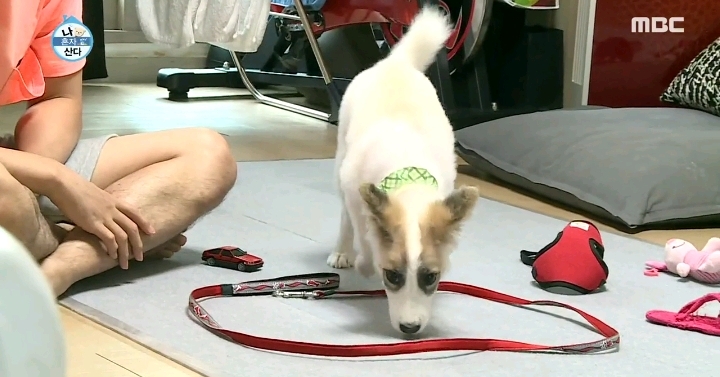 배우 성훈이 입양한 유기견 양희가 가지고 있던 트라우마 | 인스티즈