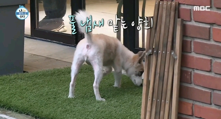 배우 성훈이 입양한 유기견 양희가 가지고 있던 트라우마 | 인스티즈