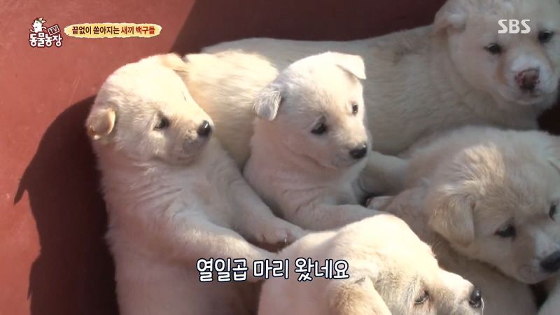 동물농장 취재진이 23마리 아기백구네 집에 찾아갔을 때 제일 처음 맞이한 광경.jpg | 인스티즈