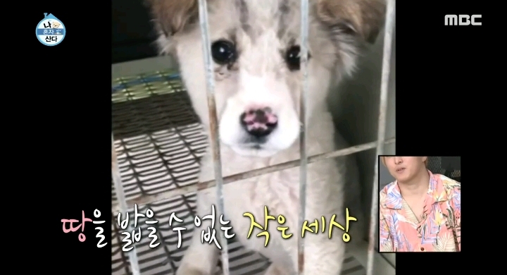 배우 성훈이 입양한 유기견 양희가 가지고 있던 트라우마 | 인스티즈