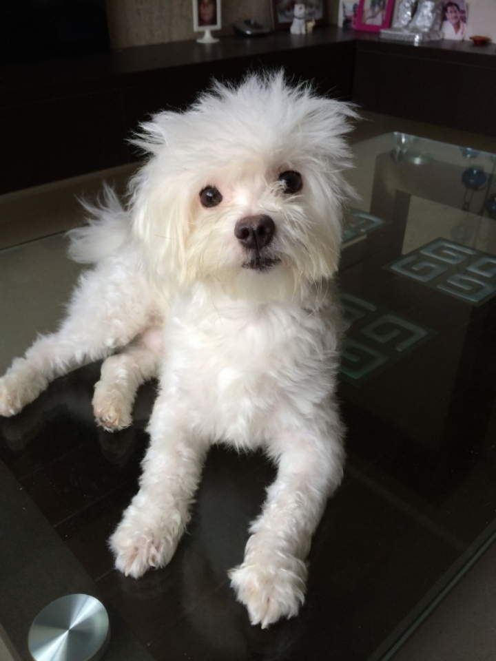 꼬말사모(꼬질꼬질 말티즈를 사랑하는 사람들의 모임) 모여라! | 인스티즈