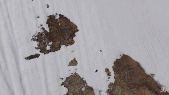 어미곰 뒤따라가는 새끼곰(feat. 또르르르르르르).gif | 인스티즈