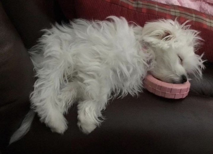 꼬말사모(꼬질꼬질 말티즈를 사랑하는 사람들의 모임) 모여라! | 인스티즈