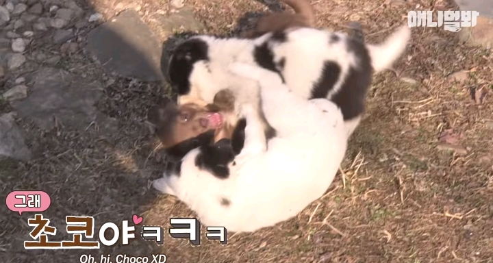 나만 점박이 없어...ㅠ 다른 형아들 다 점박이 있고 나만 없어....ㅜㅜ | 인스티즈