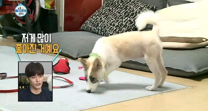 배우 성훈이 입양한 유기견 양희가 가지고 있던 트라우마 | 인스티즈