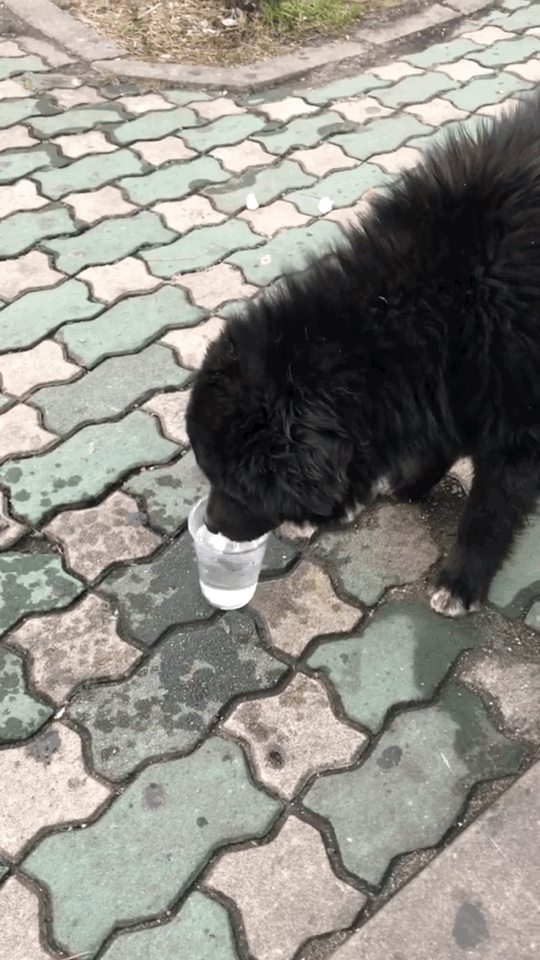 알바하다가 댕댕이들이랑 짱친 먹었던 적 있는데 | 인스티즈