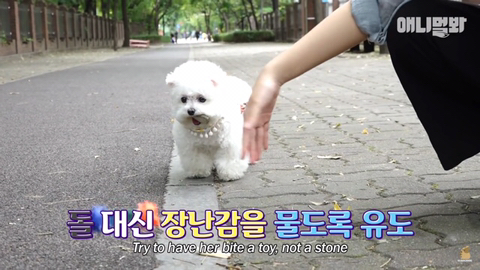 돌멩이를 물고 다니는 강아지 ㅋㅋㅋㅋ(귀여움주의) | 인스티즈