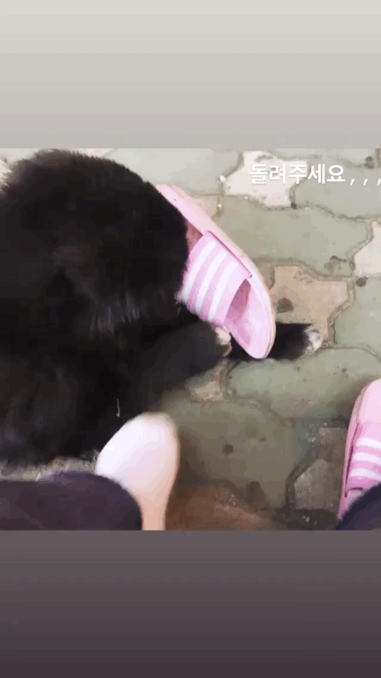 알바하다가 댕댕이들이랑 짱친 먹었던 적 있는데 | 인스티즈