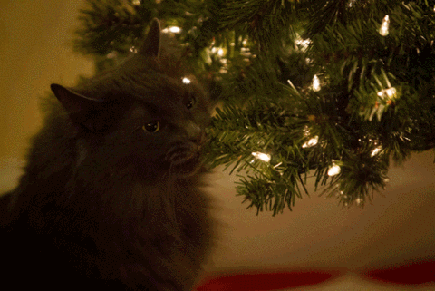 크리스마스트리와 고양이.GIF | 인스티즈