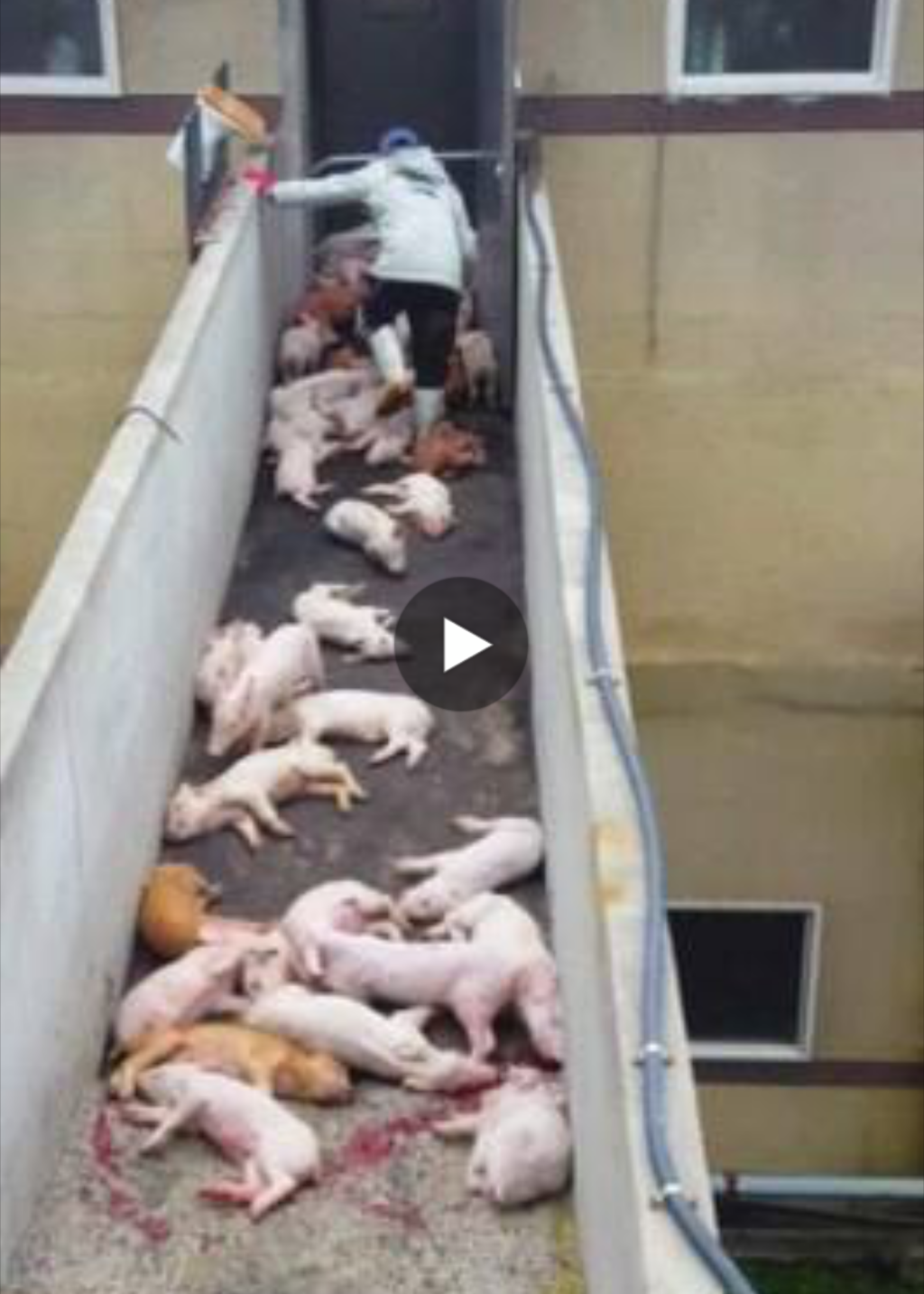 [잔인함주의] 살아있는 아기 돼지들을 상품성이 떨어진다는 이유로 잔인하게 망치로 내리치는 돼지 농장 | 인스티즈