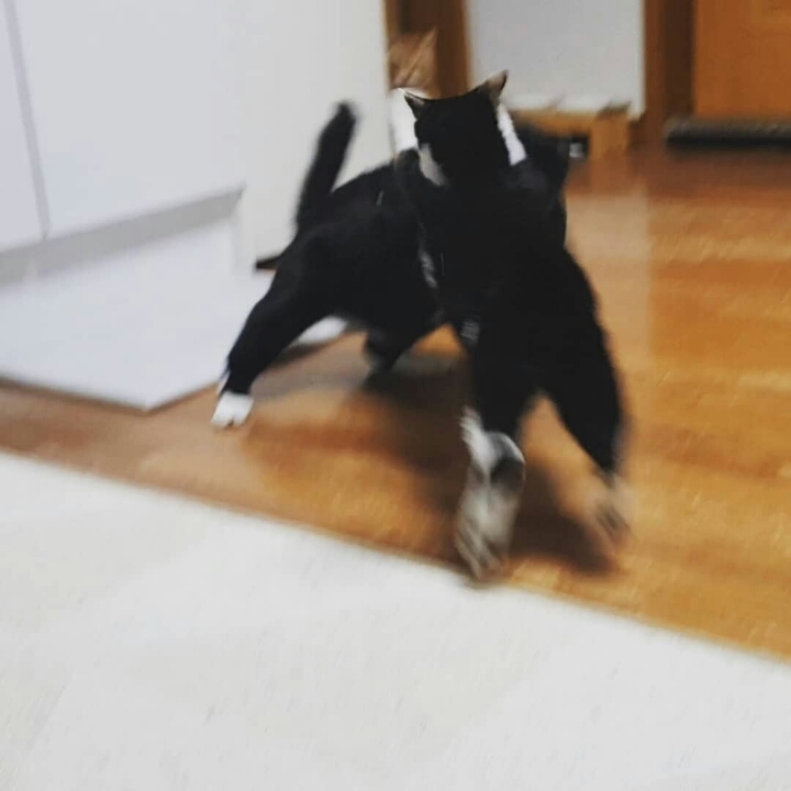 쪼꼬미 소이가 다른 고양이를 때리는 이유 | 인스티즈