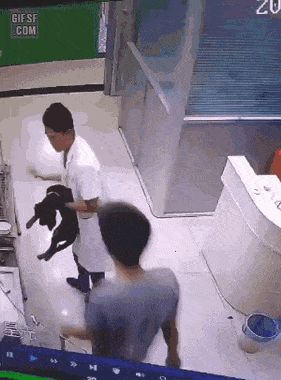 진료비 내기싫어서 딸 앞에서 강아지패대기 치는 아빠 gif (많이충격적이야 주의하고봐줘) | 인스티즈