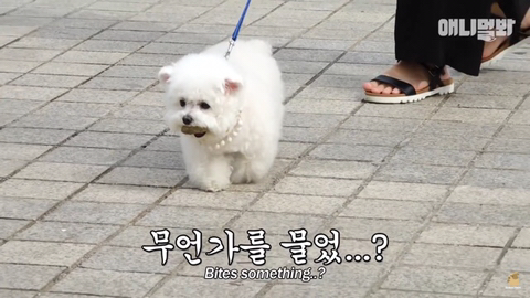 돌멩이를 물고 다니는 강아지 ㅋㅋㅋㅋ(귀여움주의) | 인스티즈