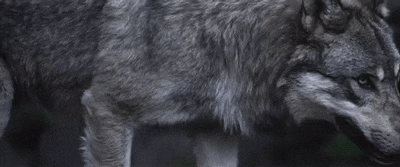 늑대 좋아하는 사람 다 모여222(짤모음) | 인스티즈