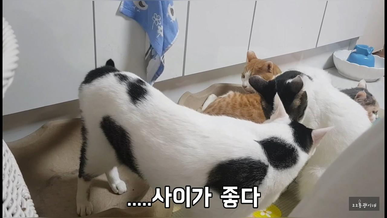 내가 때리는건 괜찮아도 남이 때리는건 안괜찮은 현실남매 고양이 | 인스티즈