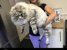 온몸이 근육질이라는 러시아 토종고양이.jpg | 인스티즈