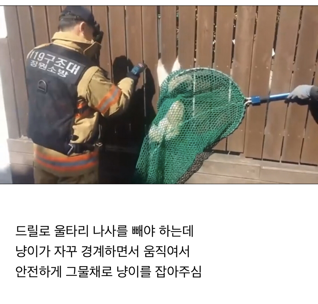 나무 울타리에 낀 냥이 | 인스티즈