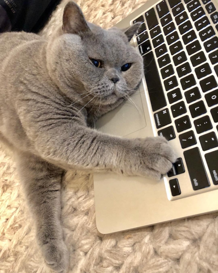 나는 진지하게 사람이 더 좋다 vs 고양이가 더 좋다 | 인스티즈