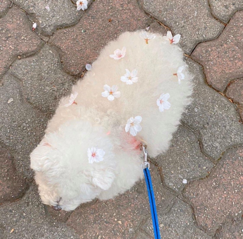 솜사탕 이미지