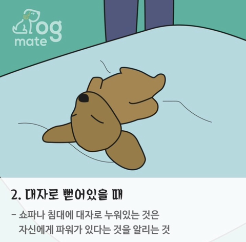 자는 자세로 보는 나와 강아지의 관계 | 인스티즈