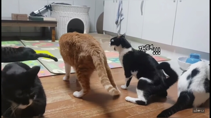 쪼꼬미 소이가 다른 고양이를 때리는 이유 | 인스티즈