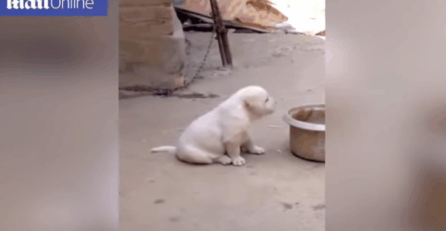닭한테 우는 법을 배운 강아지 | 인스티즈