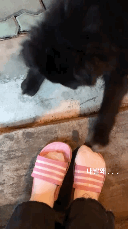 알바하다가 댕댕이들이랑 짱친 먹었던 적 있는데 | 인스티즈