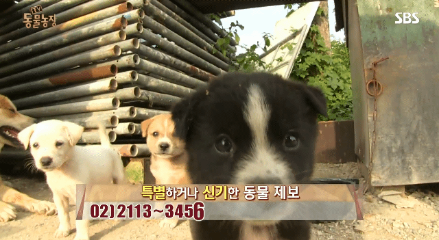 어떤 개가 우리 집에 새끼만 낳아 놓고 안 와요;; 3 | 인스티즈