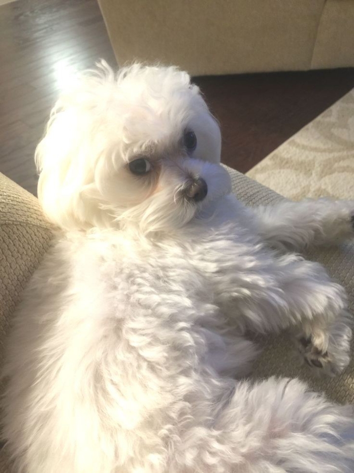 꼬말사모(꼬질꼬질 말티즈를 사랑하는 사람들의 모임) 모여라! | 인스티즈