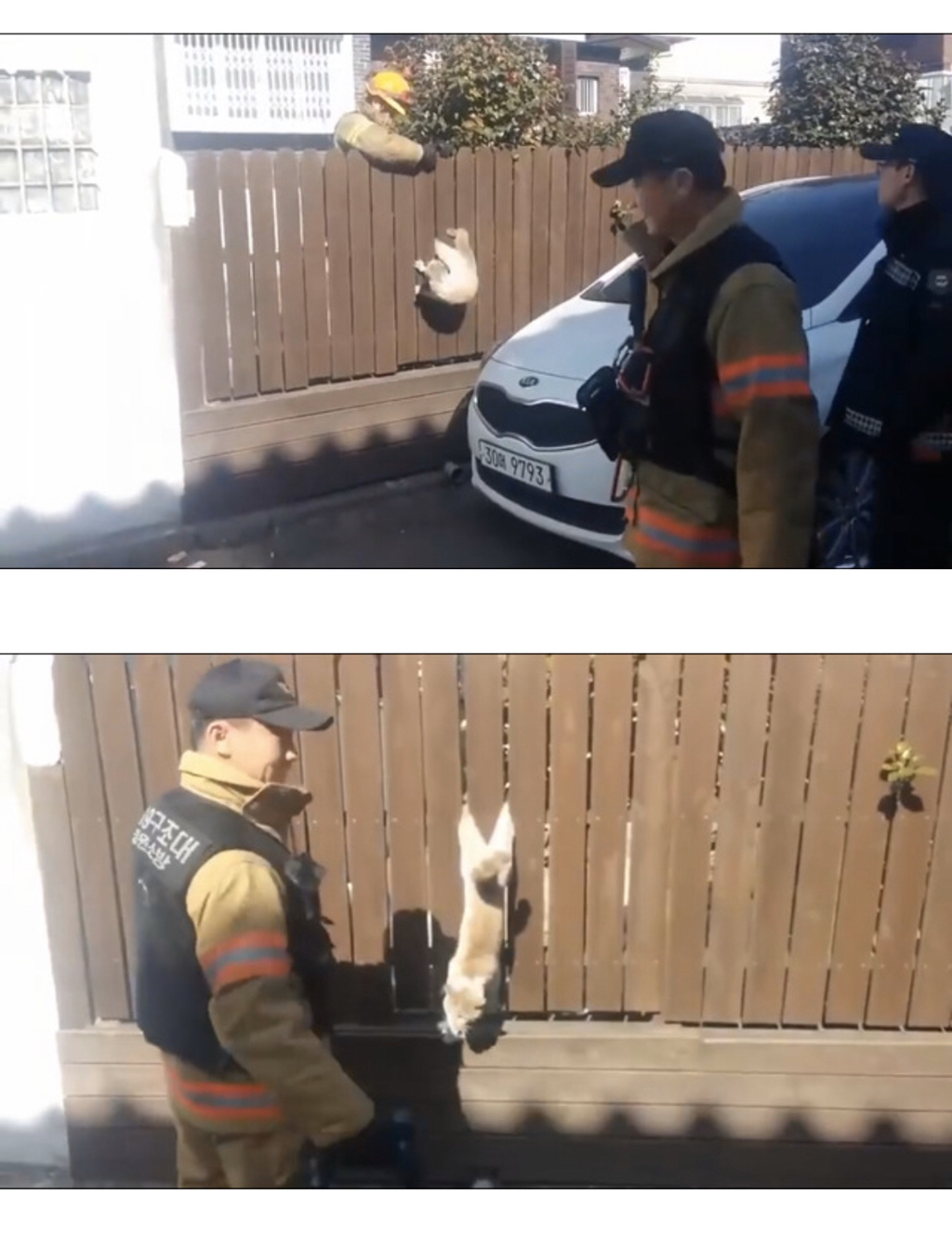 나무 울타리에 낀 냥이 | 인스티즈