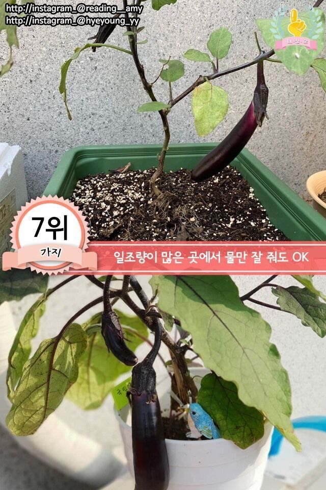 집에서 키우기 쉬운 채소 jpg | 인스티즈