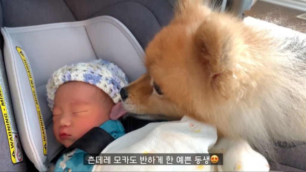 강아지들이 갓난아이를 보는 표정 | 인스티즈