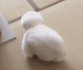 숨바꼭질 하는 댕댕이.gif | 인스티즈