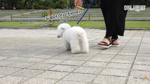 돌멩이를 물고 다니는 강아지 ㅋㅋㅋㅋ(귀여움주의) | 인스티즈