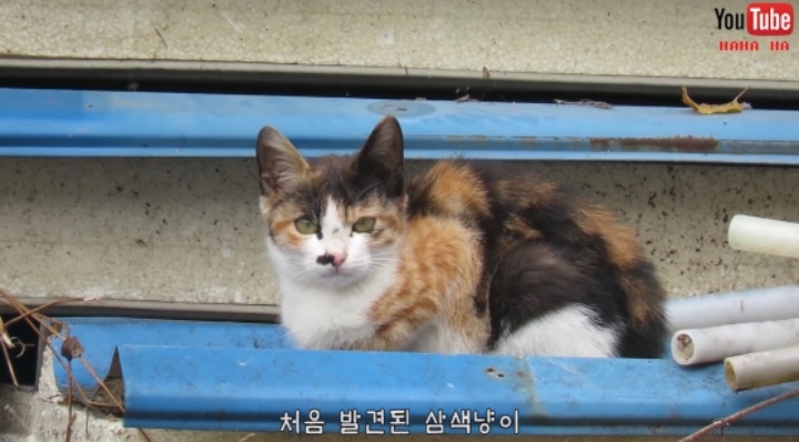 알고보면 노력파인 haha ha 삼색이... | 인스티즈
