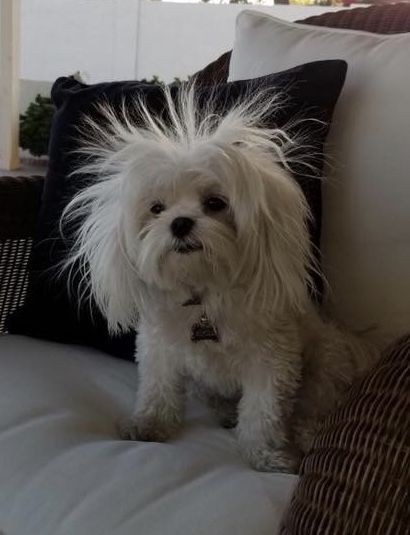 꼬말사모(꼬질꼬질 말티즈를 사랑하는 사람들의 모임) 모여라! | 인스티즈