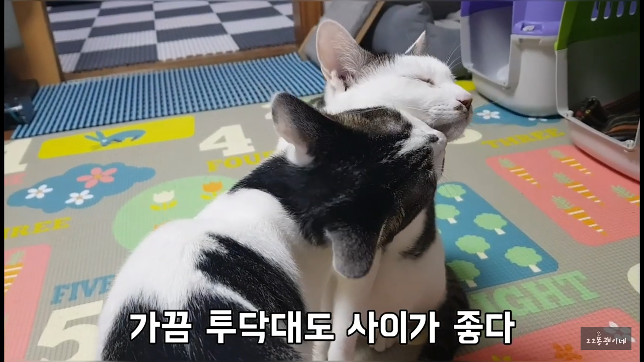 내가 때리는건 괜찮아도 남이 때리는건 안괜찮은 현실남매 고양이 | 인스티즈