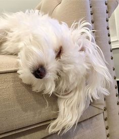 꼬말사모(꼬질꼬질 말티즈를 사랑하는 사람들의 모임) 모여라! | 인스티즈